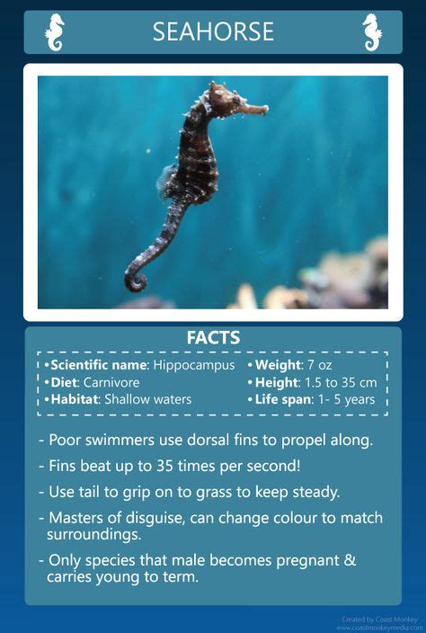 Seahorse Info Card Seahorse Facts Sea Creatures Habitats