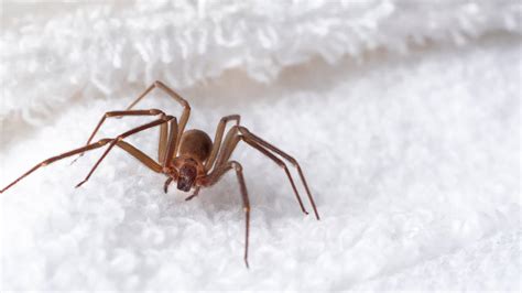 How To Identify A Brown Recluse Spider