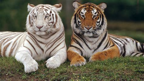Обои Тигры картинки Обои для рабочего стола Тигры фото из альбома животные