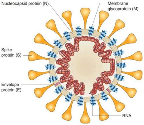 Sars Cov 2 Coronavirus Proteins