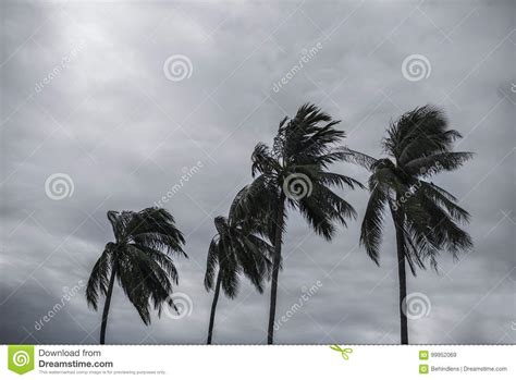 Palm At Hurricane Stock Image Image Of Background Cyclone 99952069