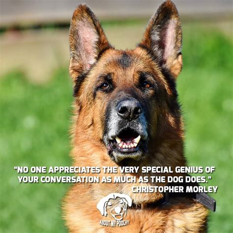 The German Shepherd Dog Quotes Dogs Funny Dog Pictures