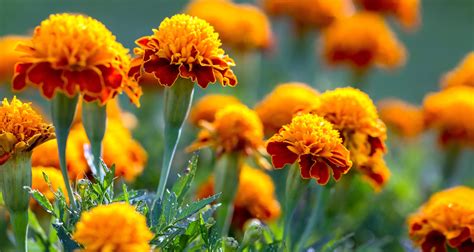 We did not find results for: Orange Flowers That Keep Bugs Away - How To Keep Bugs Away ...
