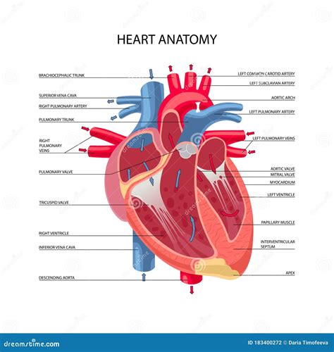 Anatomía Cardíaca Humana Ilustración Del Vector Ilustración De Atrio