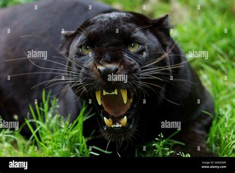 Black Panther Panthera Pardus Adult Snarling In Defensive Posture
