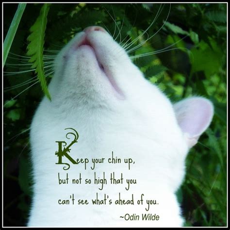 Quotes About Cats And Heaven Quotesgram