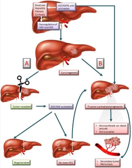 Biomedicines Free Full Text Insights Into Growth Factors In Liver
