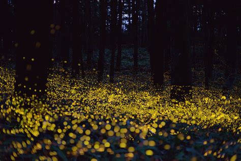 Long Exposure Photos Of Fireflies Lighting Up The Forest Night