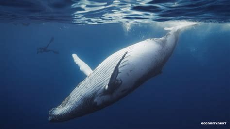 See more of blue whale apparel manufacturing group on facebook. Why Sri Lanka is a haven for blue whales | EconomyNext