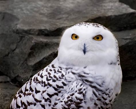 Snowy Owl Wallpaper And Background Animals Town