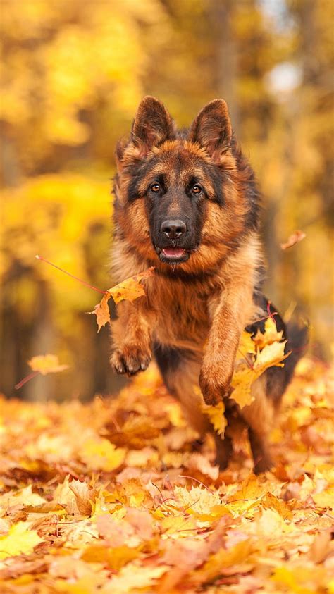 German Shepherd Dog Cute Dog German Dog Hd Phone Wallpaper Pxfuel