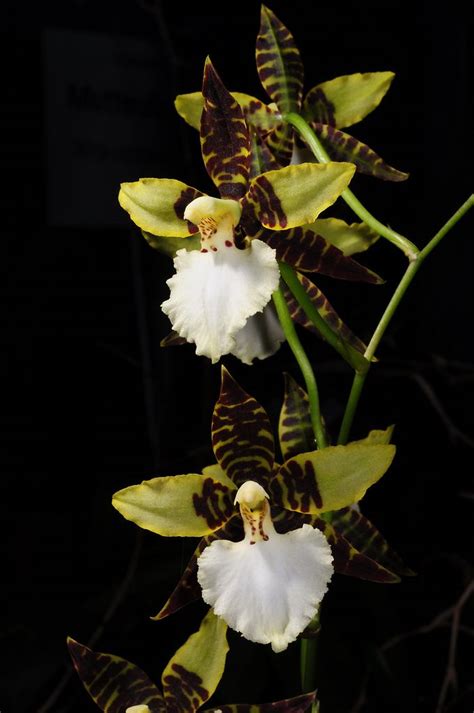 Odontoglossum Bic Ross X Rossii X Hambühren Gold Orchids Plant