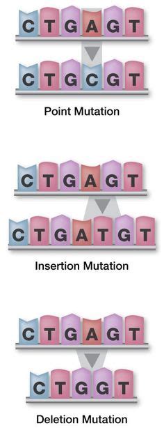 How does genetic drift lead to speciation? Learn all about DNA replication and the four key players (ligase, helicase, DNA polymerase, and ...