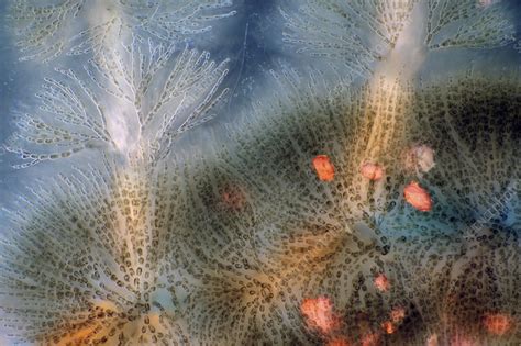 Batrachospermum Red Algae Light Micrograph Stock Image C0570864