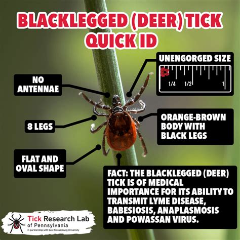 The Tick Lifecycle Lyme And Tick Borne Disease Testing And Statistics