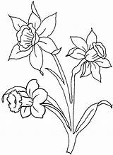 Daffodils Daffodil Coloringfolder sketch template