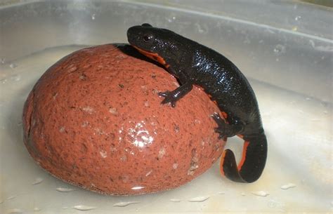 Do Salamanders Newts Make Good Pets What You Need To Know Pet Keen