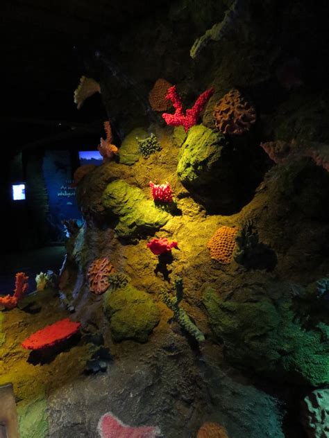 Sea Life Aquarium Brings Its Own Oceans Of Fun To Kansas Citys Crown Center The Walking Tourists