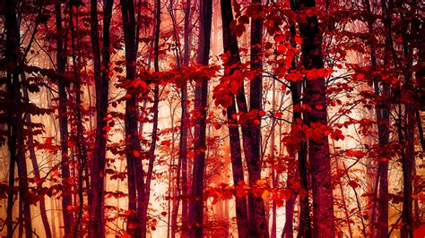 Red Autumn Forest Hd Wallpaper Background Image 2048x1152 Id