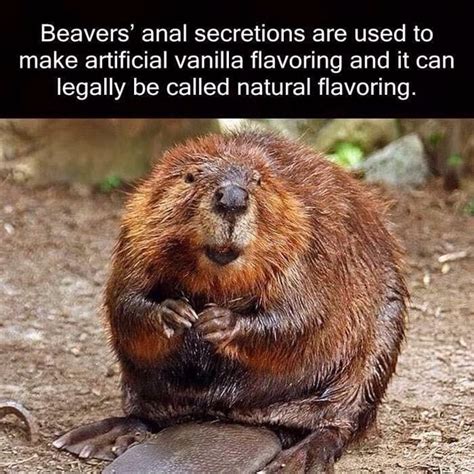 Beavers Anal Secretions Are Used To Make Artificial Vanilla Flavoring And It Can Legally Be