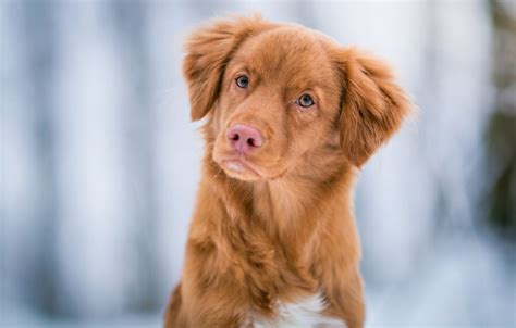 17 Popular Dogs With Pink Noses 2022 We Love Doodles