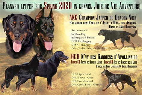 Purebred beauceron puppies & dogs for sale. Joie De Vie Beaucerons - AKC Beauceron Breeder of Merit ...