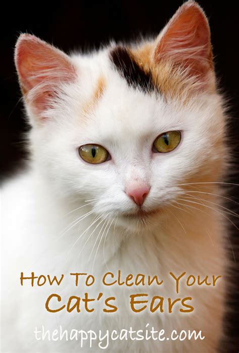 As we mentioned earlier, doctors recommend not using anything smaller than your elbow to clean your ears. How To Clean Cats Ears - A Guide To Cleaning Cat Ear Wax ...