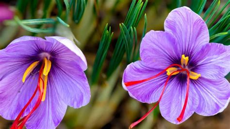 Grow Your Own Saffron Fruition Seeds