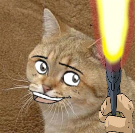 [image 68075] starecat grafics cat know your meme