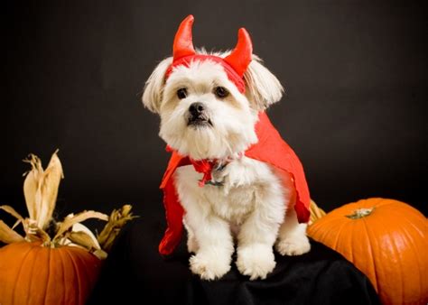 Ideas For Matching Halloween Costumes With Your Dog