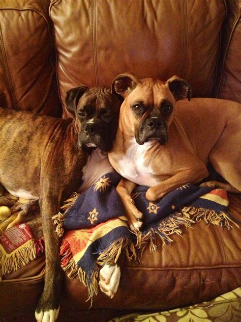 Boxers Tucker And Daisy Boxer Breed Boxer Love Boxer Dogs
