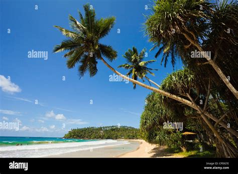 Palm Trees And West Point Of The South Coast Whale Watch Surf Beach At