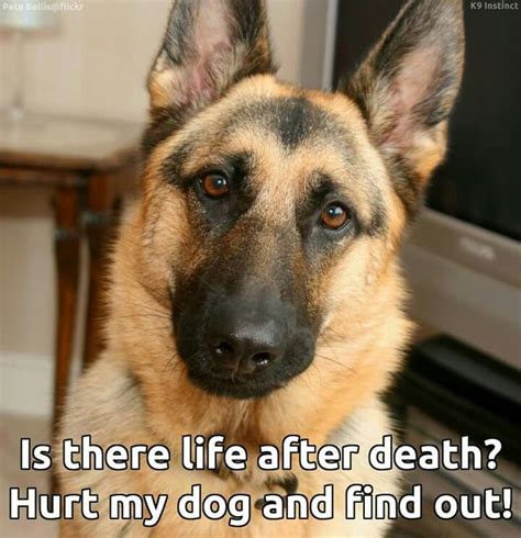 Pin By Sonni Ann Gavin On I Love Dogs German Shepherd Memes German