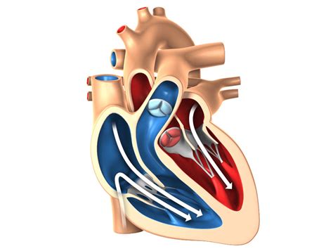 The heart would then be surviving on what little (if any) oxygen your body has left for it. The Heart - Anatomy, function and blood flow
