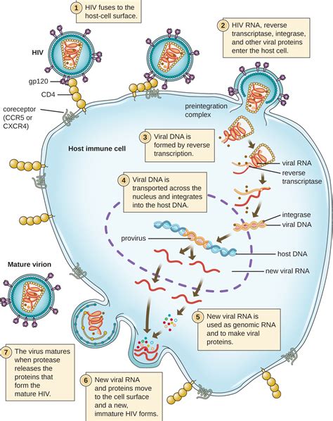 The Viral Life Cycle · Microbiology