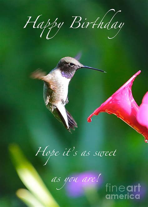 Sweet Hummingbird Birthday Card Photograph By Carol Groenen Fine Art