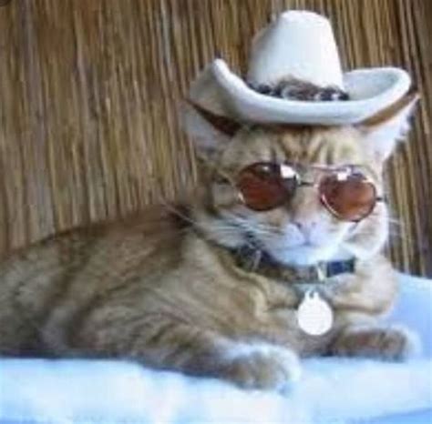 A Cat Wearing A Cowboy Hat And Sunglasses