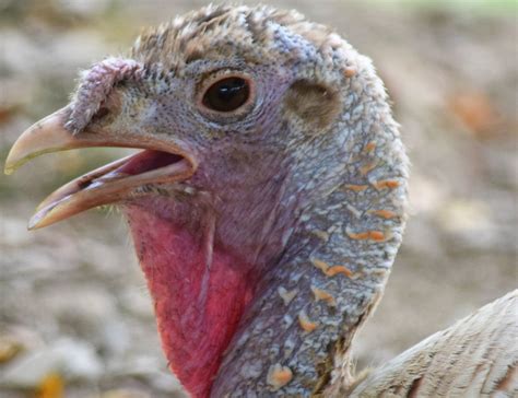 Domestic Turkey Lehigh Valley Zoo