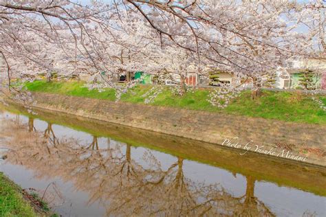 See more of まるごと府中町 on facebook. 【府中市高木町の桜スポット】下樋掛児童公園沿いの桜土手が ...