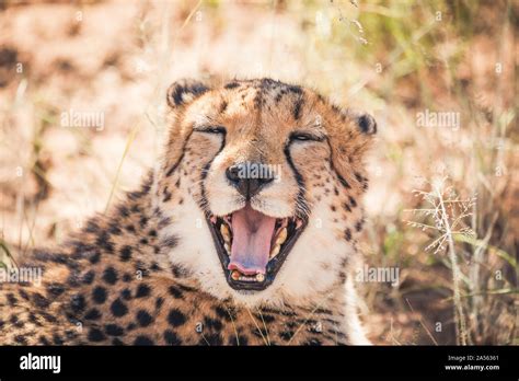 Happy Cheetah Having A Smile For Everybody Stock Photo Alamy