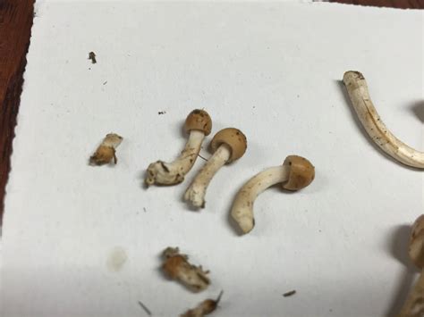 Kansas Mushrooms Id Request Mushroom Hunting And Identification