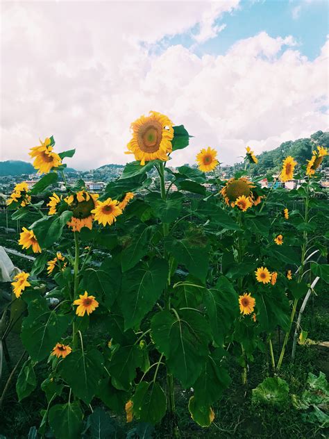 Sunflower🌻 Baguio City Travel Aesthetic Baguio