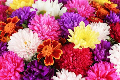 What Is The November Birth Flower? The Meaning of Chrysanthemums