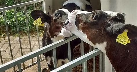 Look At These Calves Sucking Face Imgur