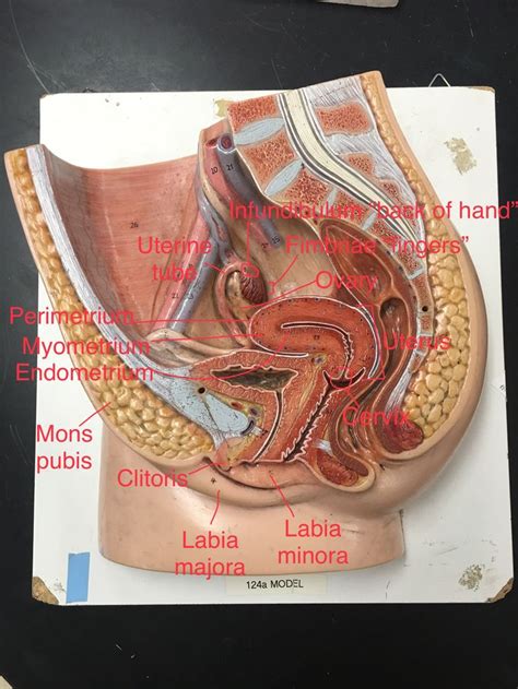 Female Reproductive System Labeled Female Reproductive Anatomy