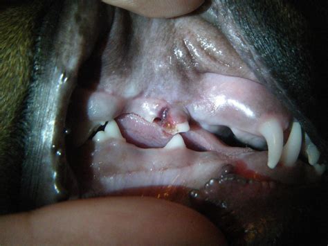 I found two on the floor this week. Broken tooth or puppy tooth coming out? - Doberman Forum ...