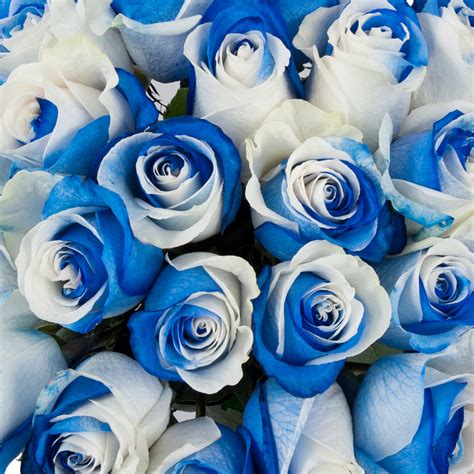 Blue And White Bicolor Tinted Roses Premium Wholesale Flowers Free