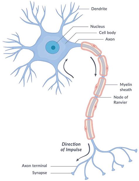 Aqa Gcse Nervous System Diagram Quizlet