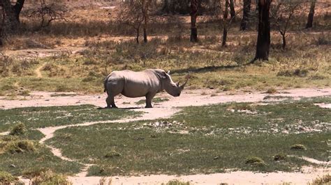White Rhino In Lake Nakuru National Park Youtube