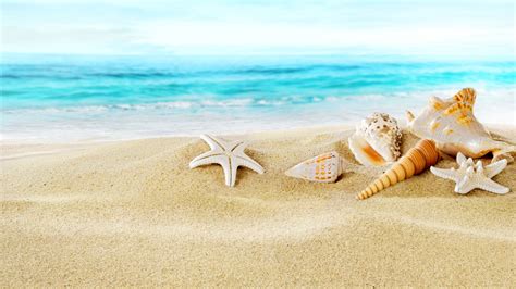 Download Seashells On Sand Beach Wallpaper For Desktop Book Hd By